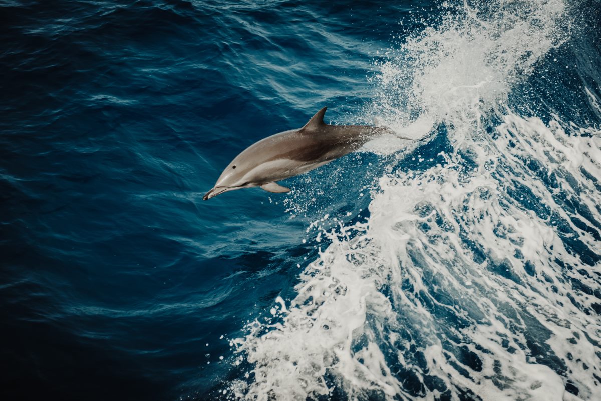 The 5 Best Whale Watching in Gran Canaria