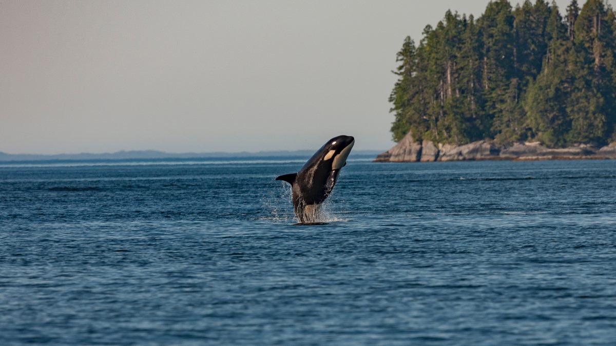 The 7 Best Whale Watching in Husavik