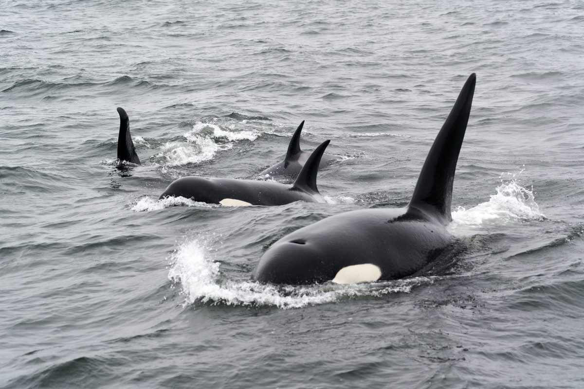 The 8 Best Whale Watching in Cabo San Lucas