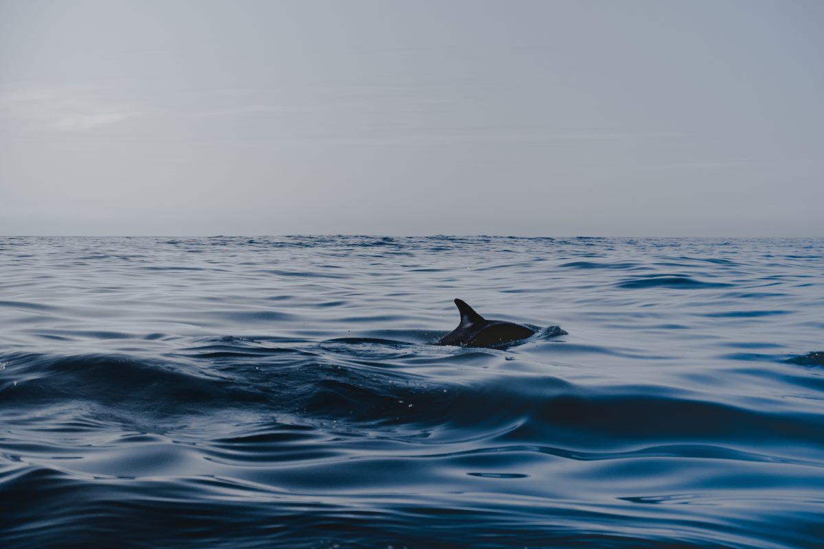 The 21 Best Whale Watching in Reykjavik