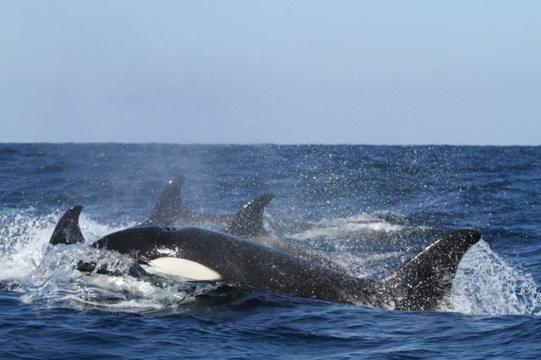 The 3 Best Whale Watching in Lisbon