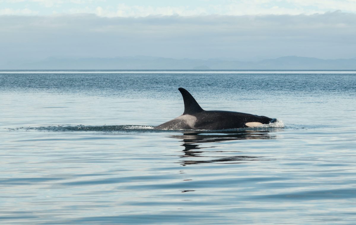 The 14 Best Whale Watching in Oahu