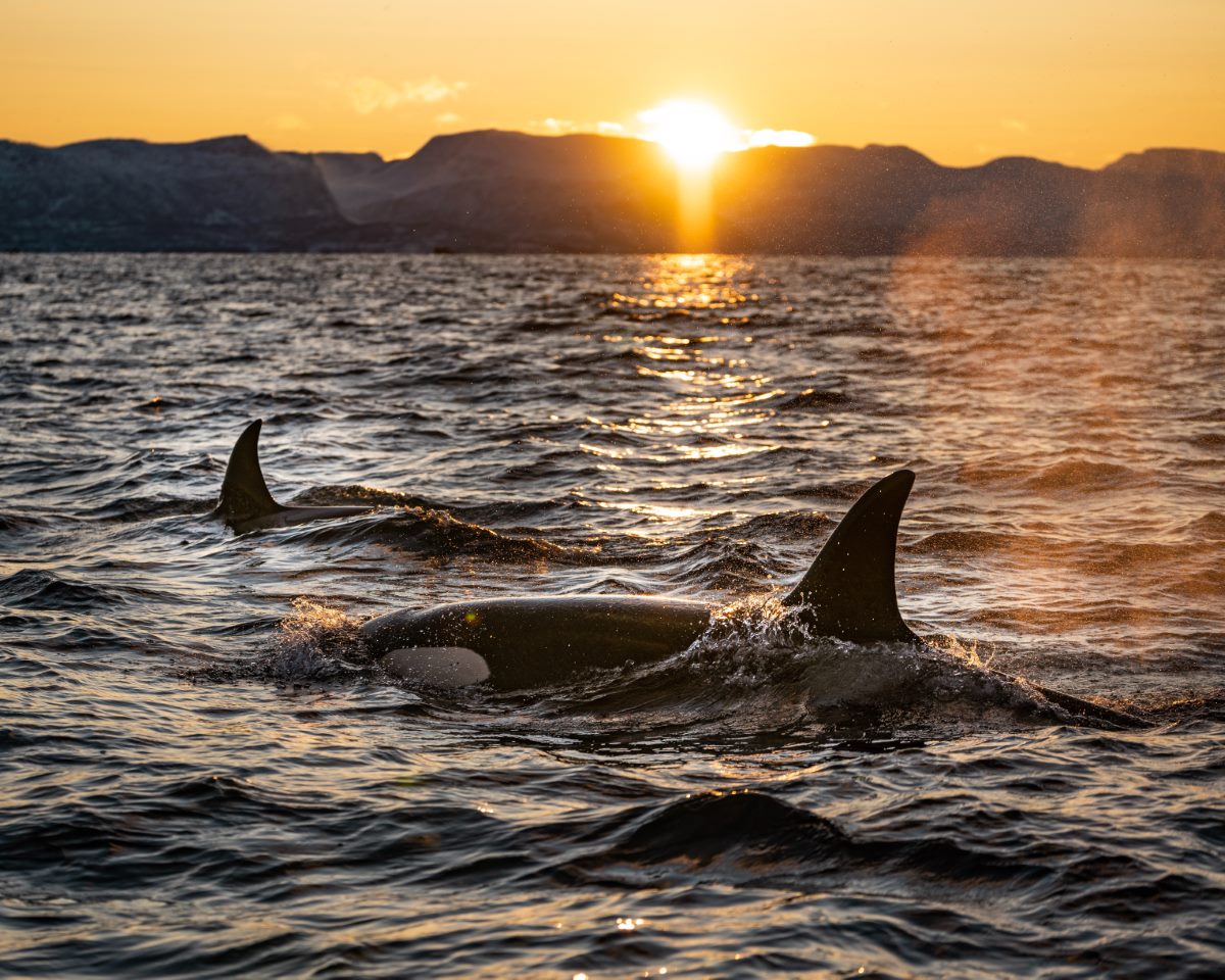 The 5 Best Whale Watching in Seward