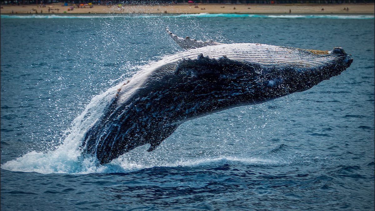 The 7 Best Whale Watching in Hilton Head Island