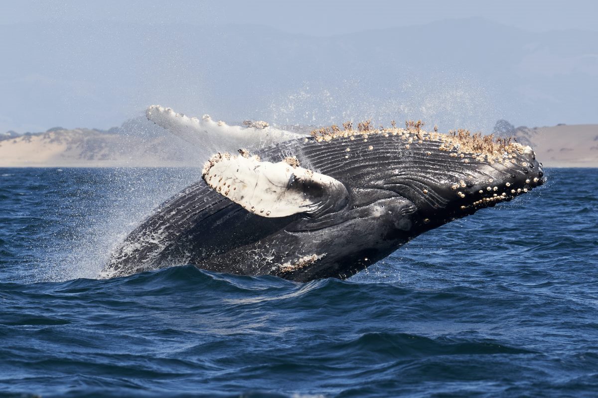 ketchikan whale tours
