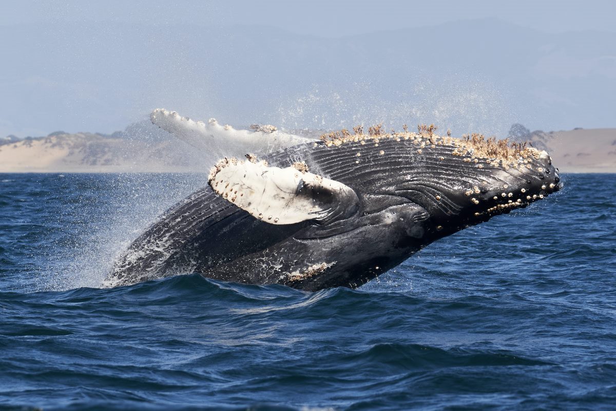 whale watching11