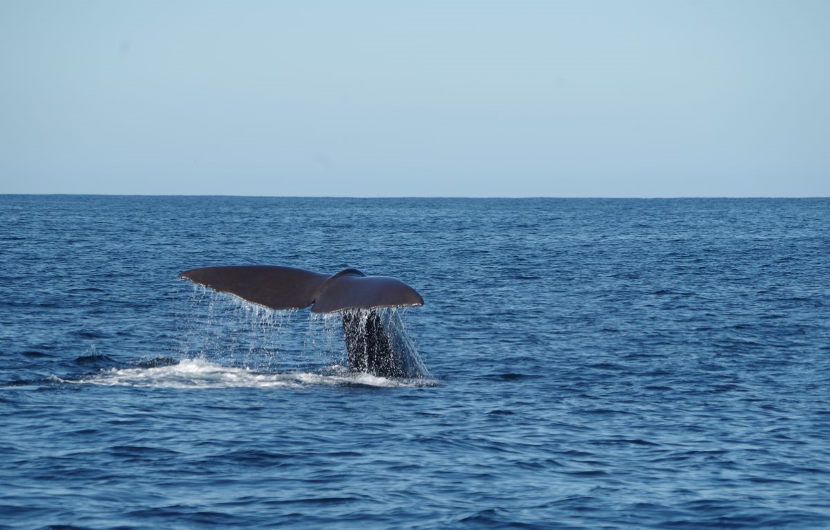 The 5 Best Whale Watching in Puerto Vallarta