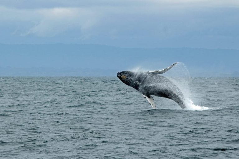 The 15 Best Whale Watching in Big Island Of Hawaii
