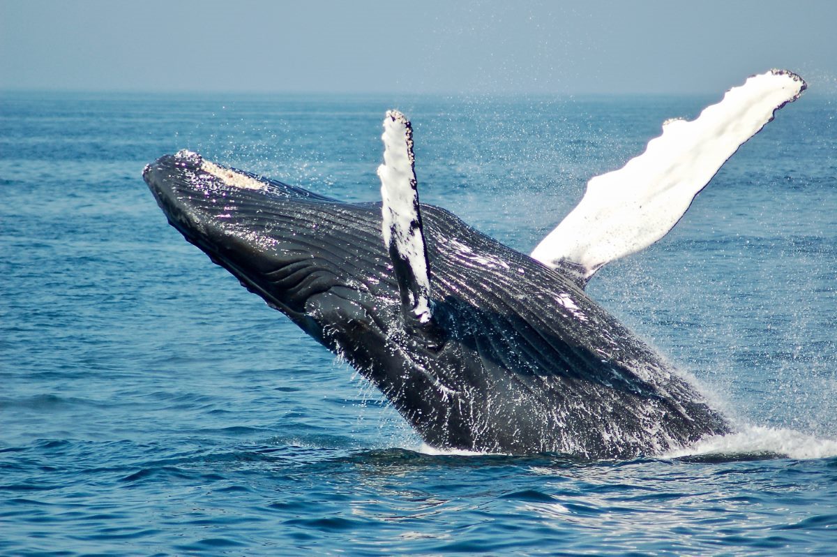 The 7 Best Whale Watching in Gibraltar