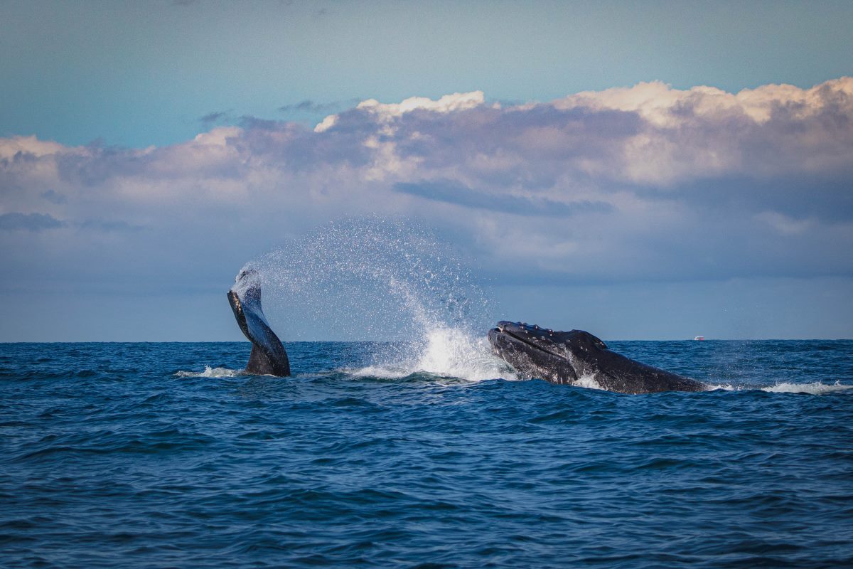 whale watching cruise big island hawaii
