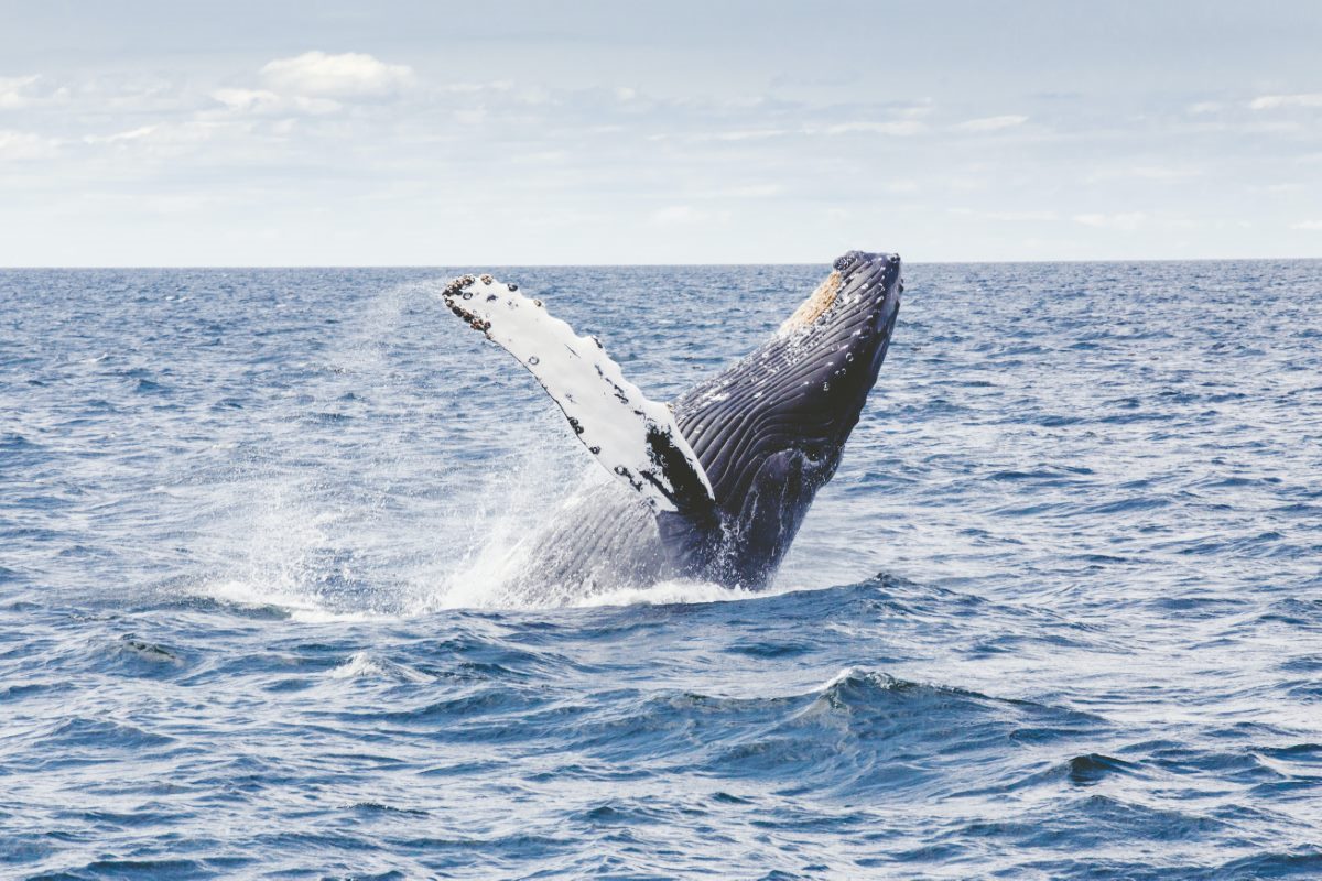 The 5 Best Whale Watching in Juneau