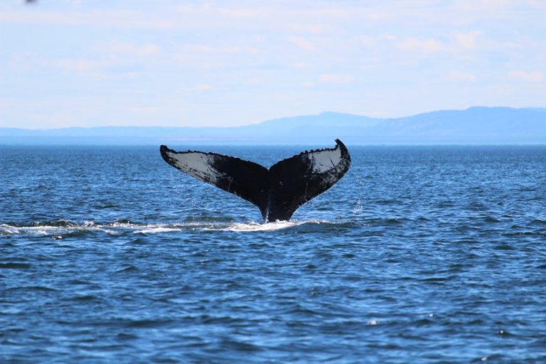The 5 Best Whale Watching in Kaikoura