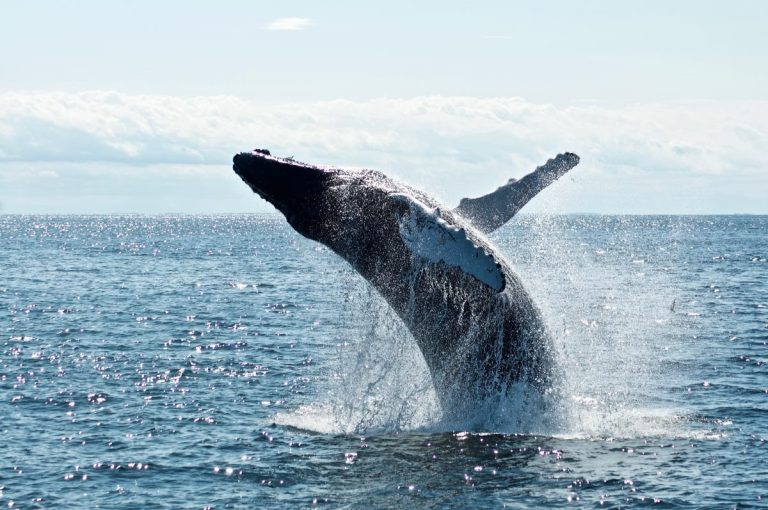 The 4 Best Whale Watching in Funchal