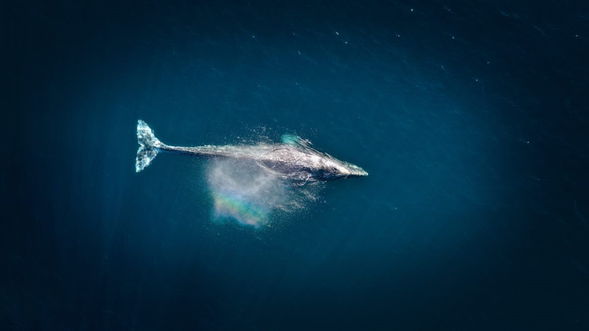 best whale watching tours big island hawaii