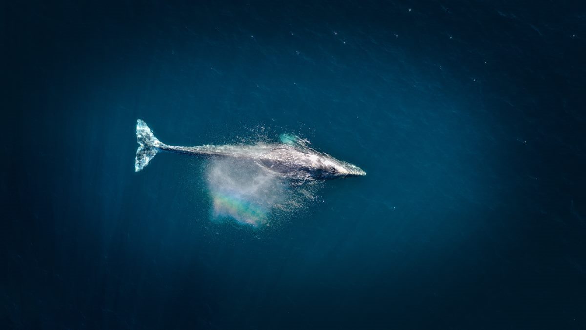The 7 Best Whale Watching in Vancouver Island