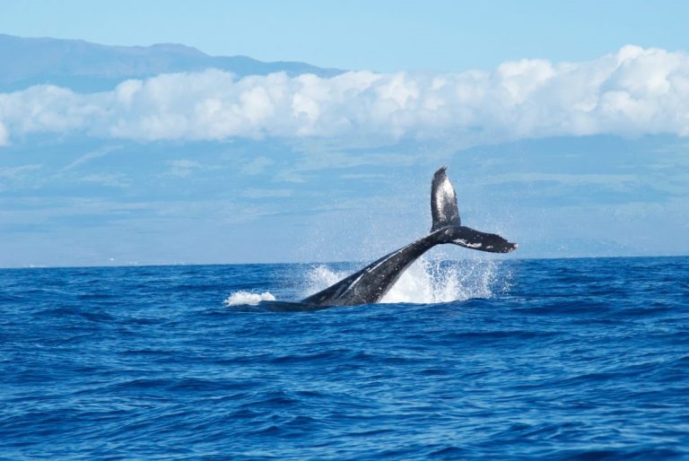 The 2 Best Whale Watching in Gold Coast