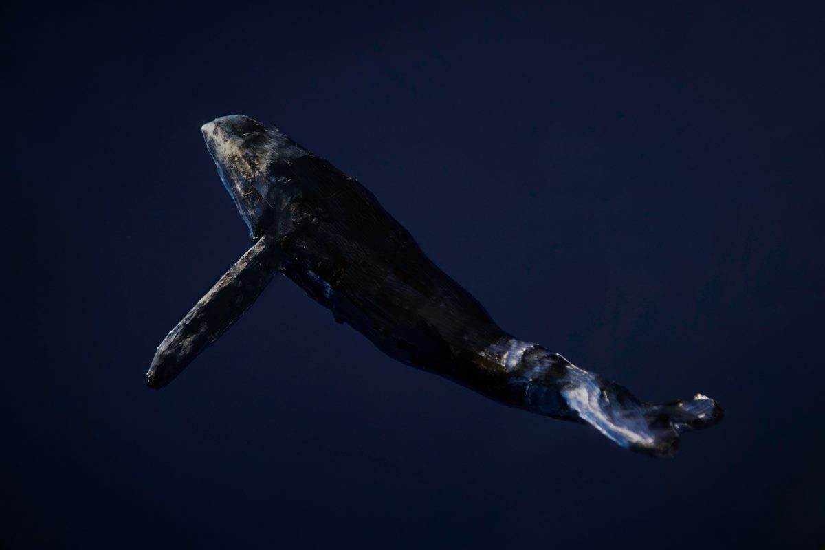 The 4 Best Whale Watching in San Juan Islands
