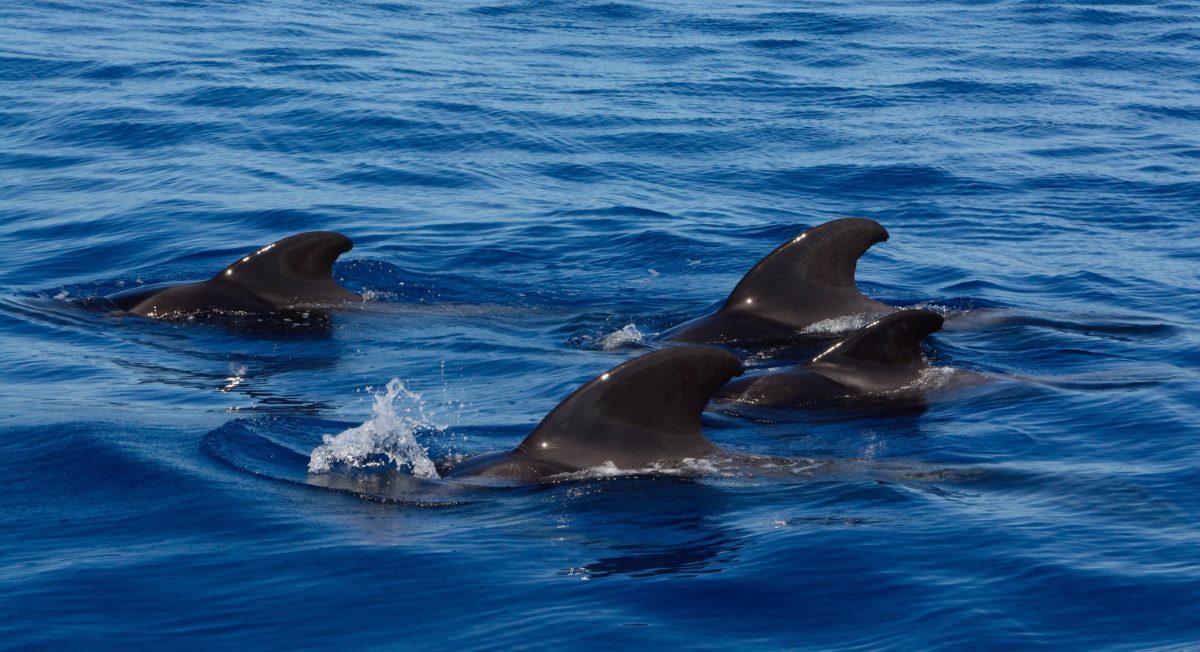 The 3 Best Whale Watching in Sardinia