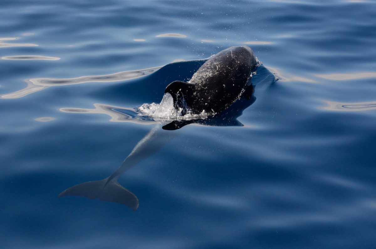 The 5 Best Whale Watching in Kauai