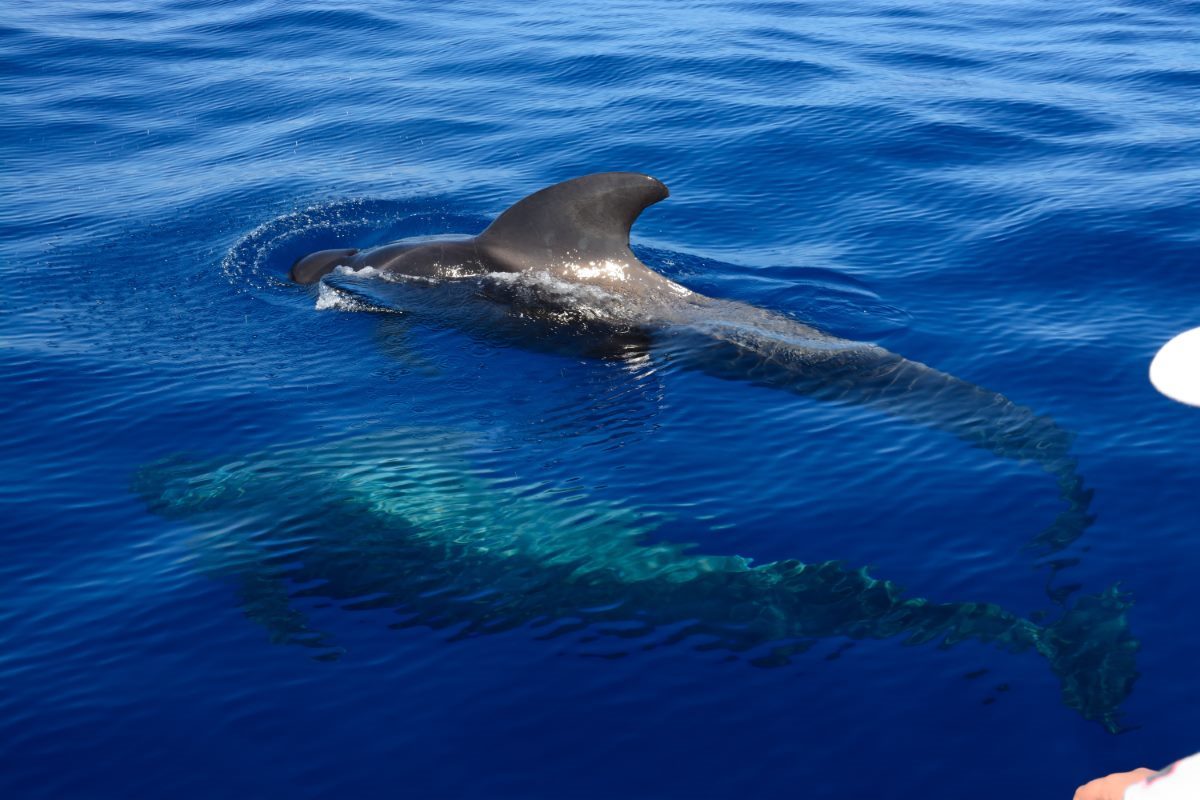 The 5 Best Whale Watching in Mallorca